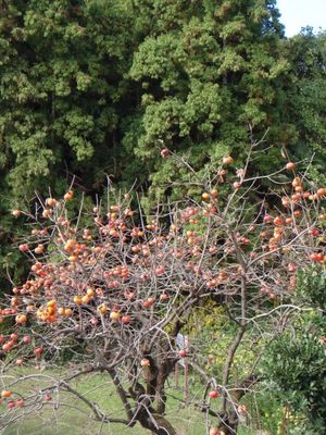 2010_1102_115519-PB020001_640.jpg