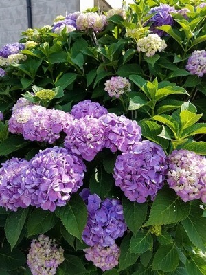 20170620_153818.jpg